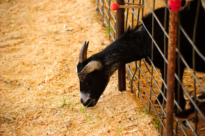 Goat Head Through Fence, Maine