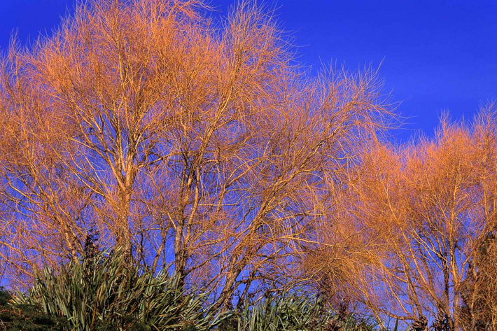 Trees in Color, New Zealand