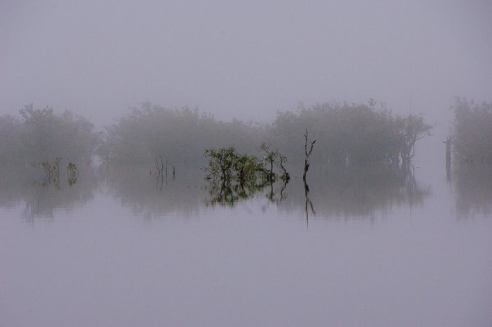 Fog, Trees, Reflection 1, Amazon, Brazil