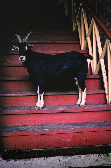 Goat on Steps, Jamaica