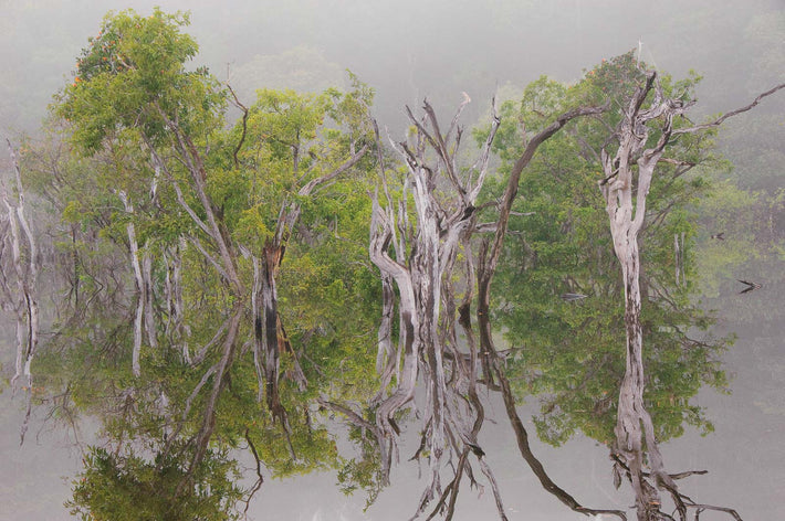 Fog, Dead, Live Trees and Reflections 1, Amazon, Brazil