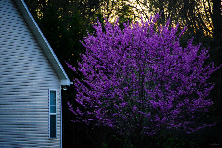 N. Carolina Purple