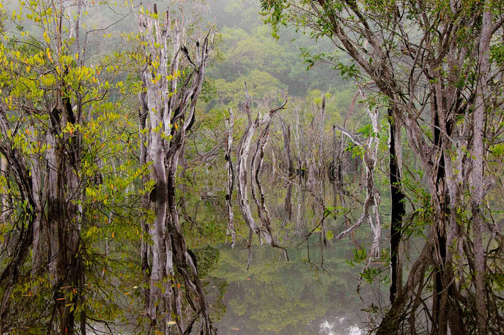 Fog, Dead, Live Trees and Reflections 2, Amazon, Brazil