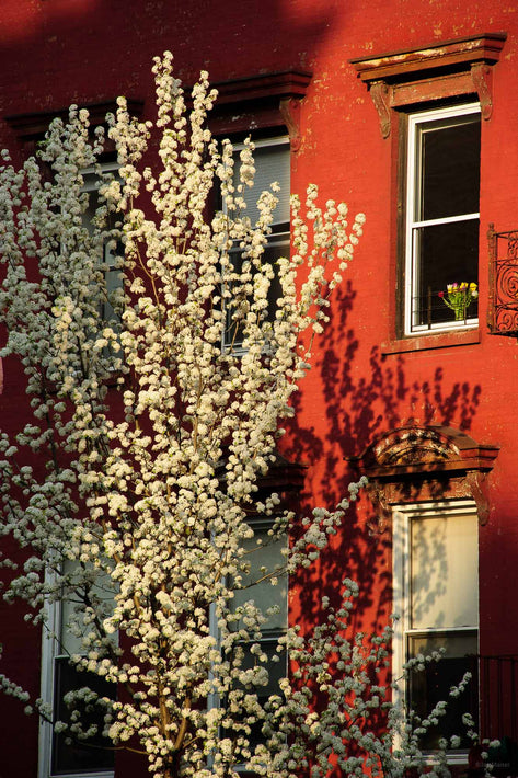 Red Building, Flowers in Windwo, NYC
