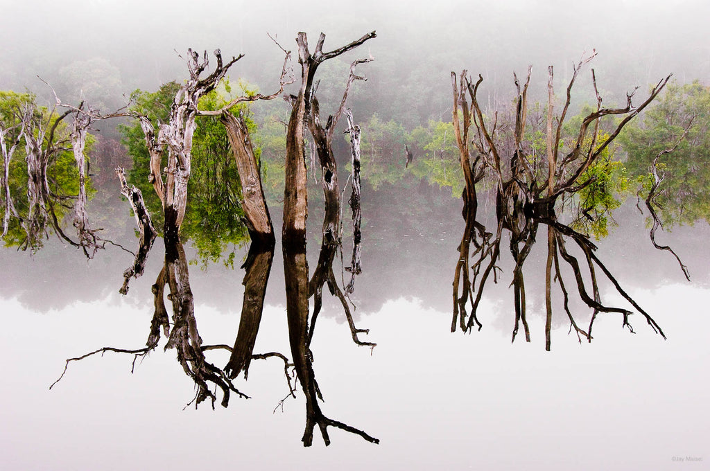 Dead Trees, Reflection 2, Amazon River – Jay Maisel