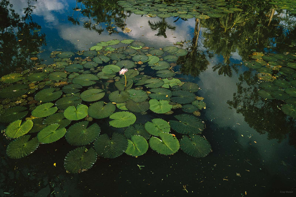 Water No 92 – Jay Maisel