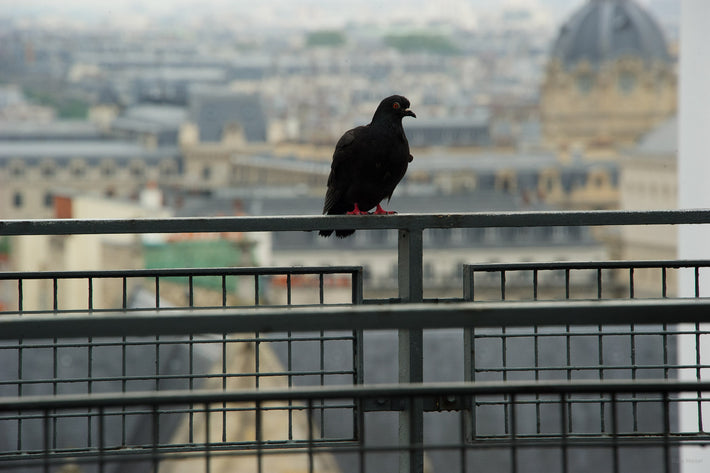 Pigeon on Rail, Paris