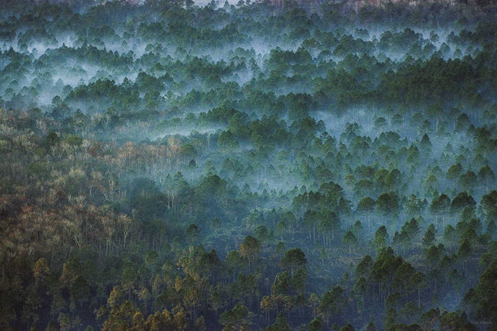 Florida Forest