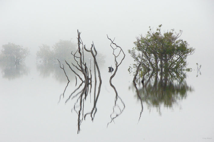 Trees in Fog