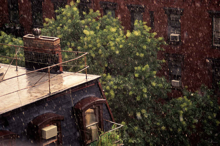 Rain, Tree and Rooftop, NYC