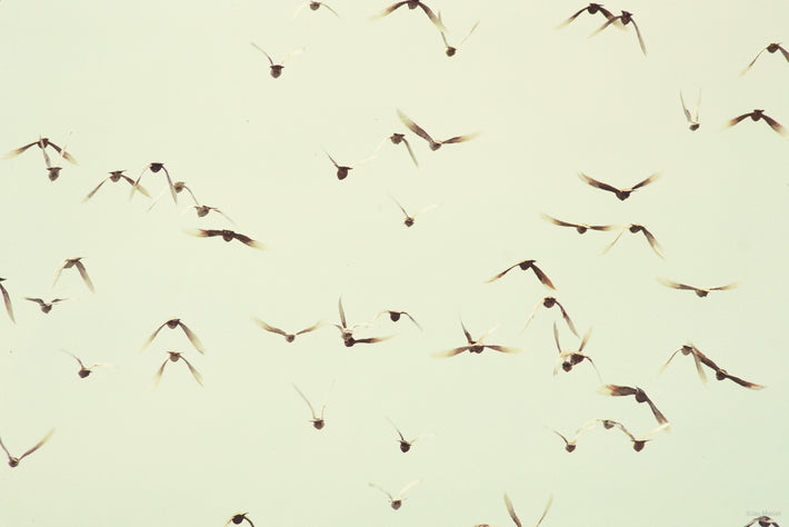 BV with Birds 2, NYC