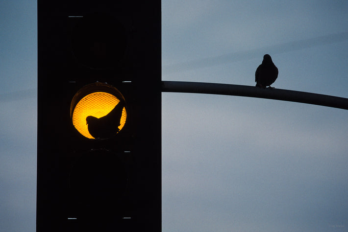 Birds On Traffic Light, California