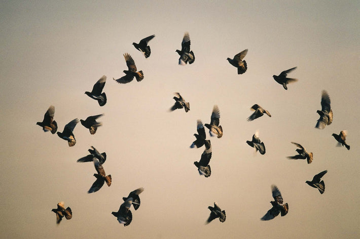 Flock of Birds, NYC