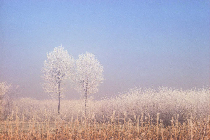 Two Trees, Milan