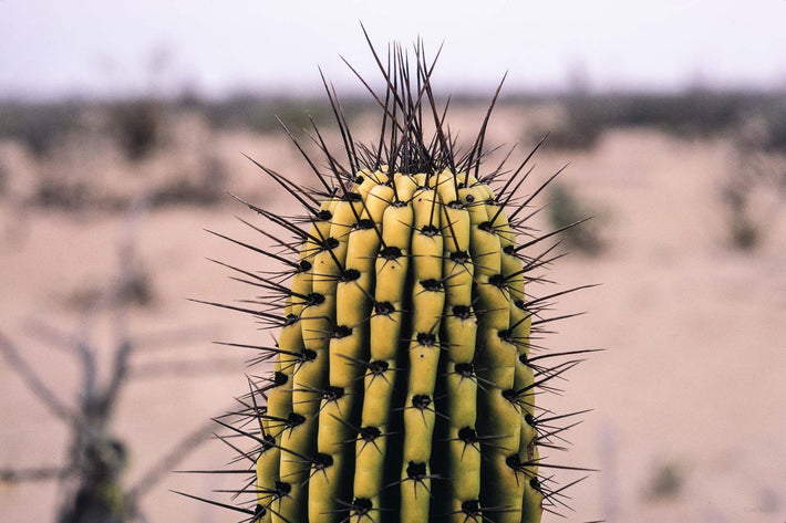Single Cactus, Baja