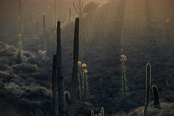 A Mixture of Different Cacti, Baja