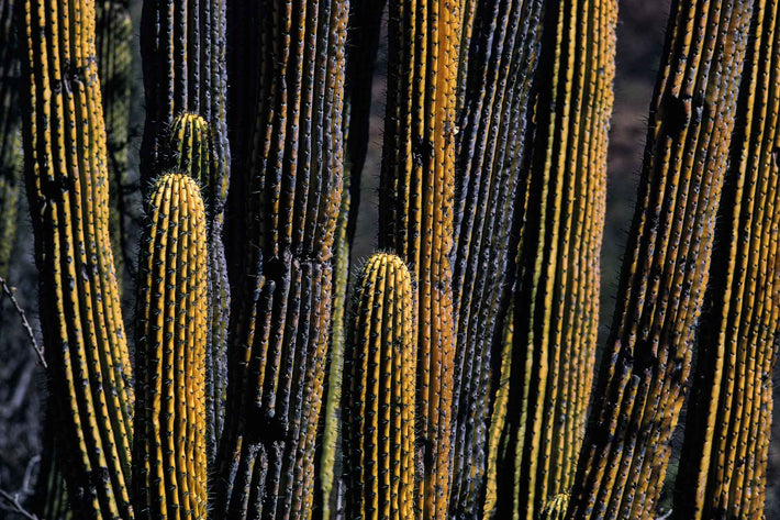 Cardillo Cactus, Baja