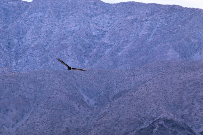 Silhouetted Bird Against Mountain, Baja