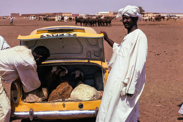 Men with Goats in Taxi, Khartoum