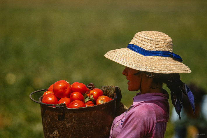 Tomatoes, Portugal 1