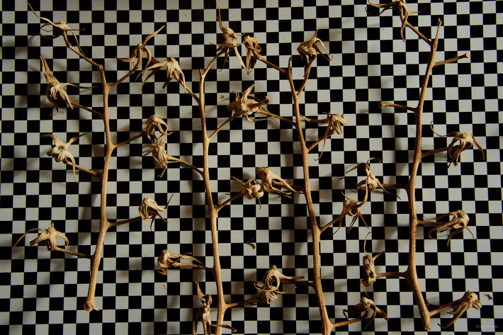 Optical Play No 6