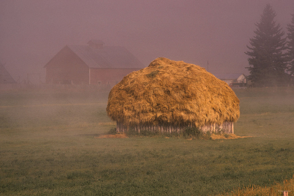 Nature No 7 – Jay Maisel