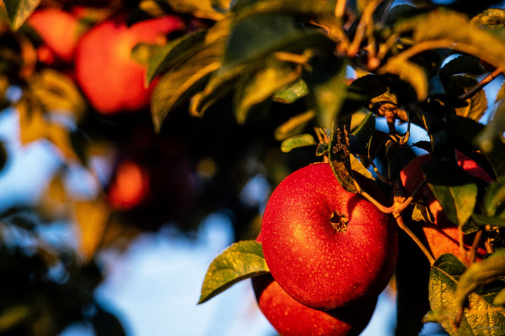 Apples, Shenandoah Valley VA 1