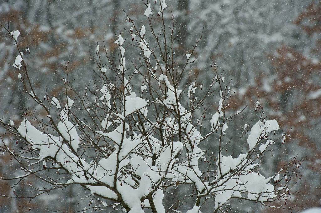 Snow in the Country No 14 – Jay Maisel