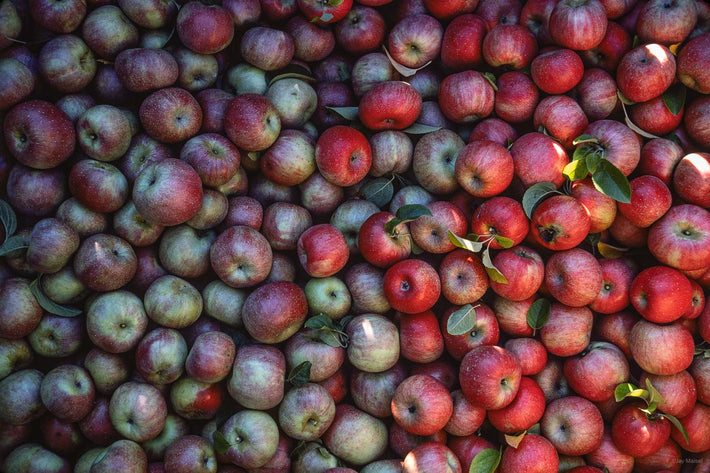 Apples, Shenandoah Valley VA 2