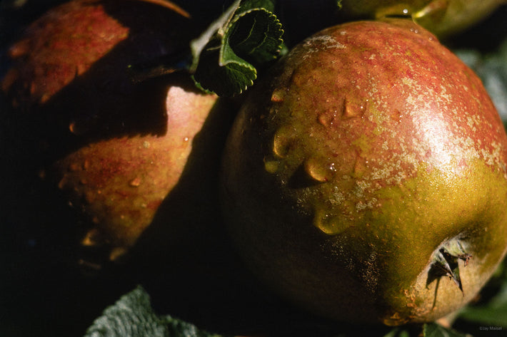 Apples, Shenandoah Valley VA 3