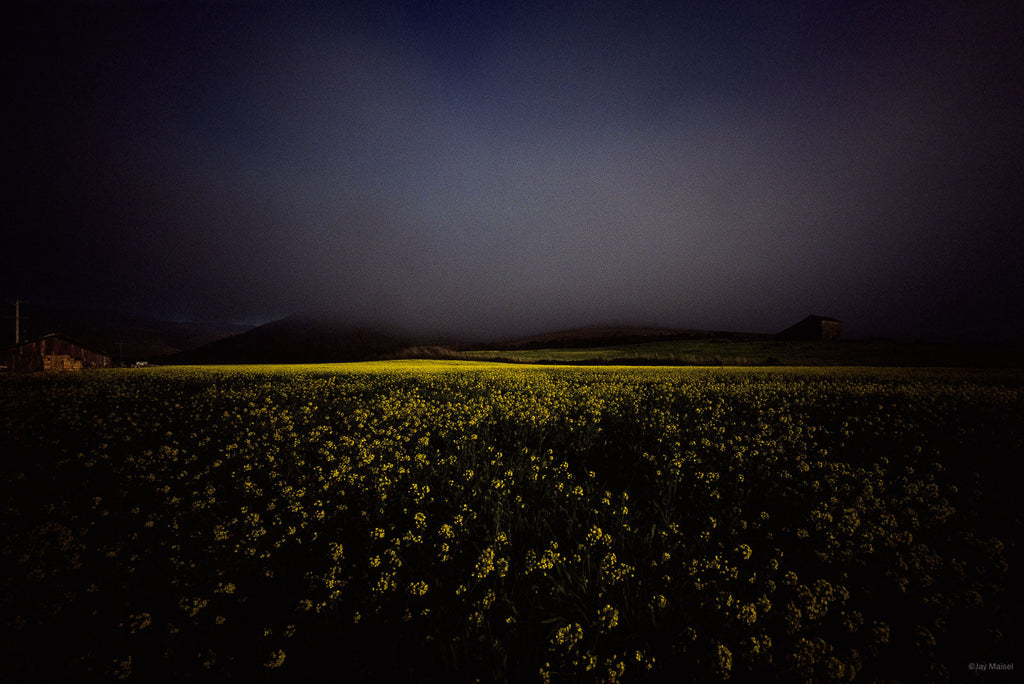 Nature No 16 – Jay Maisel