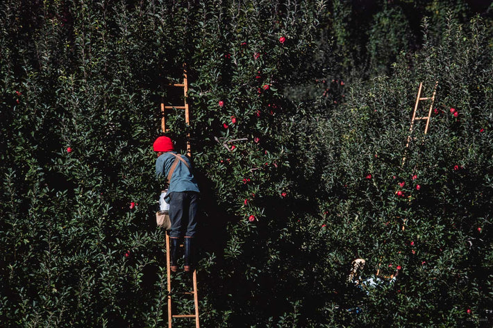 Apples, Shenandoah Valley VA 4