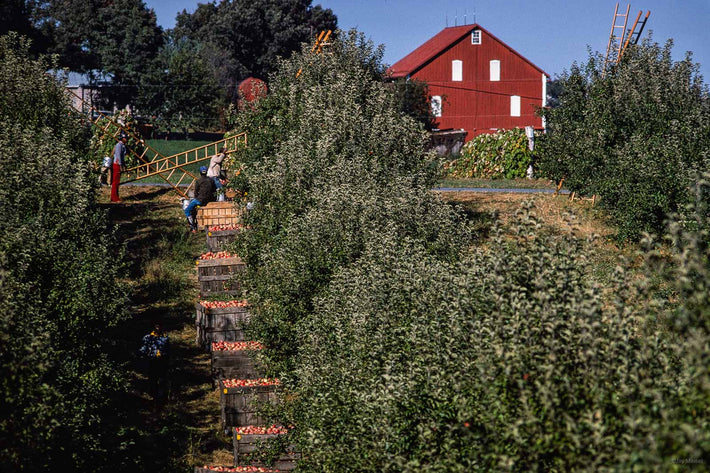 Apples, Shenandoah Valley VA 5