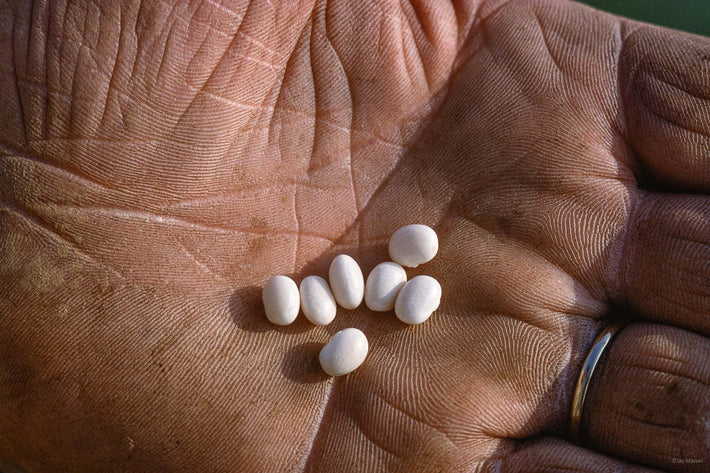Beans, Michigan 1