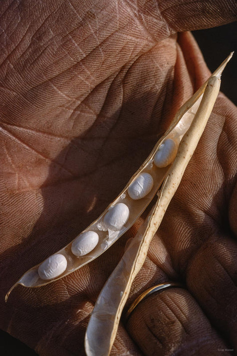Beans, Michigan 2
