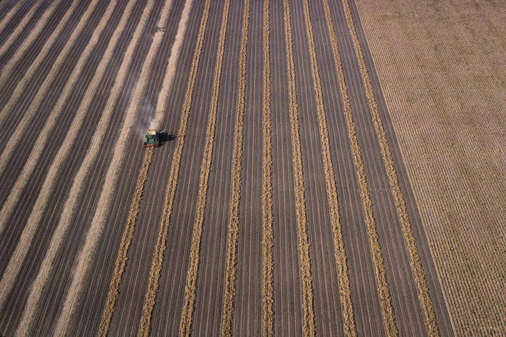 Beans, Michigan 5