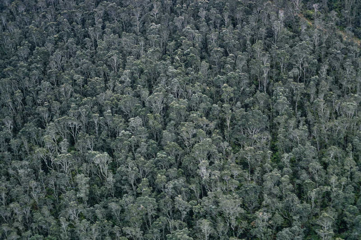 Hawaii Land No 24