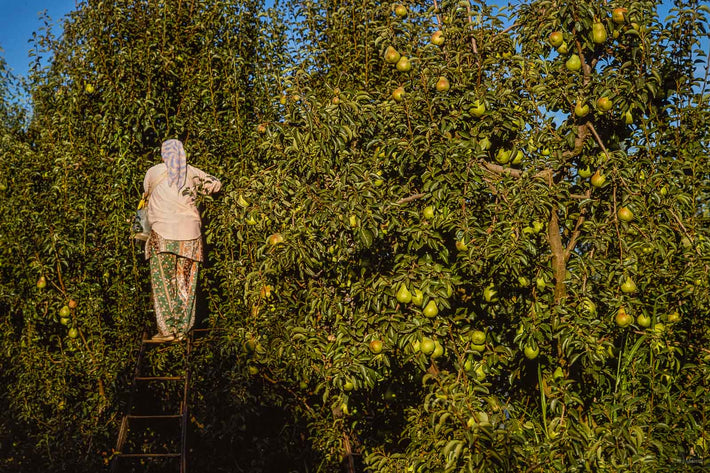 Pears, California 1