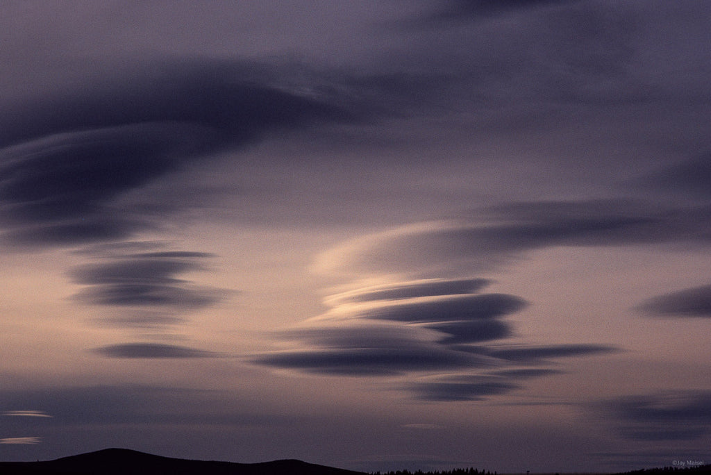 Nature No 28 – Jay Maisel