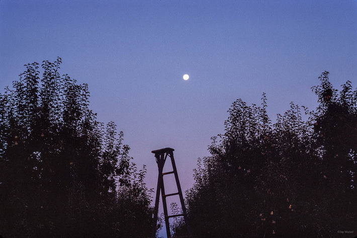 Pears, California 3