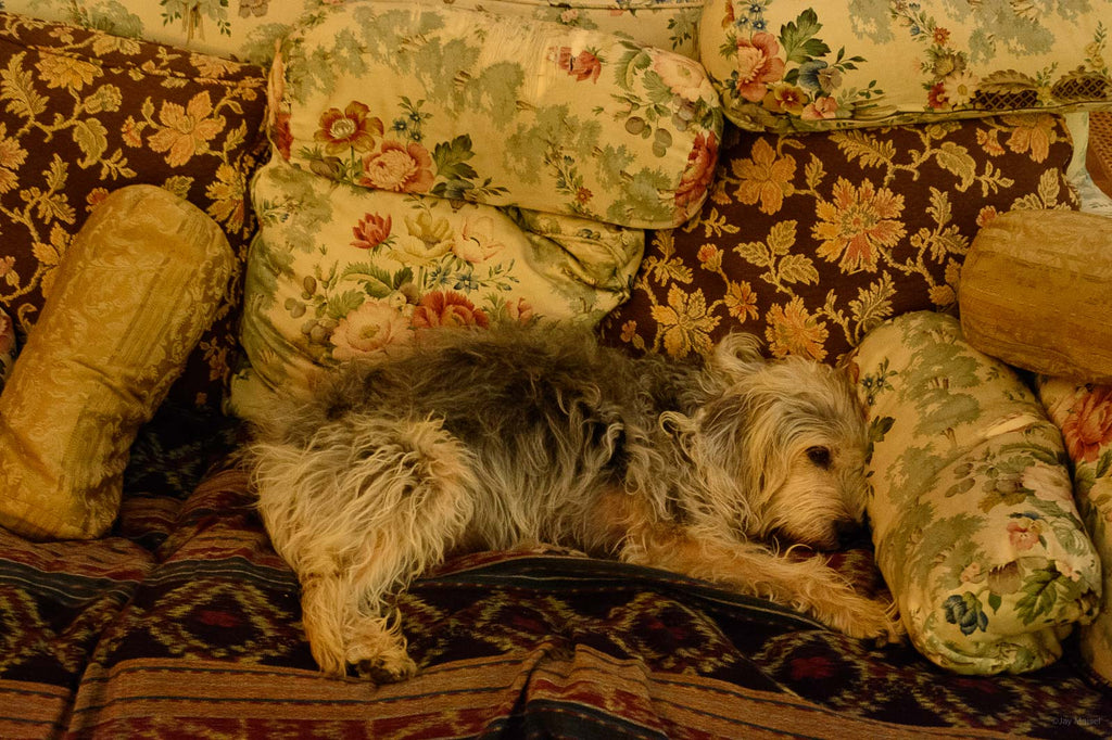Animals No 29 – Jay Maisel