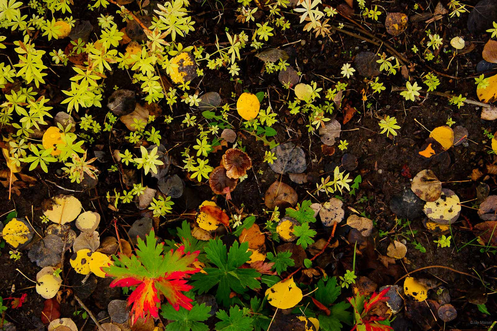Nature No 30 – Jay Maisel