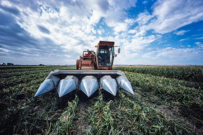 Corn, Oregon 2