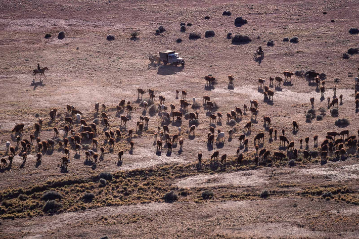 Cattle, Australia 1