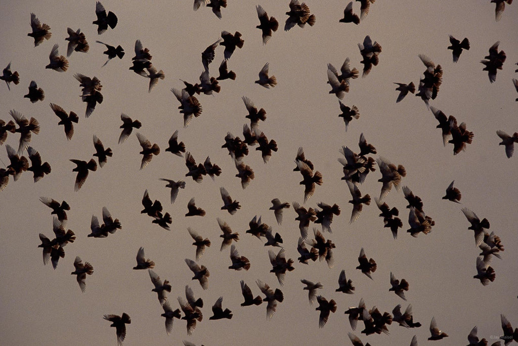 BV Birds No 32 – Jay Maisel