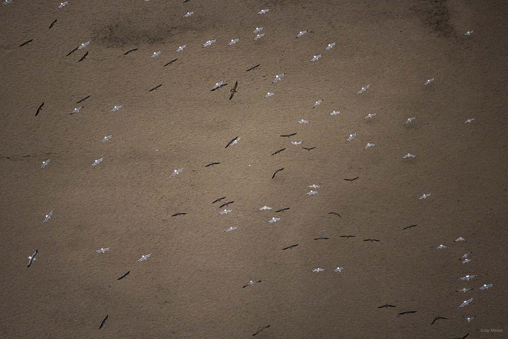 Nature No 32 – Jay Maisel