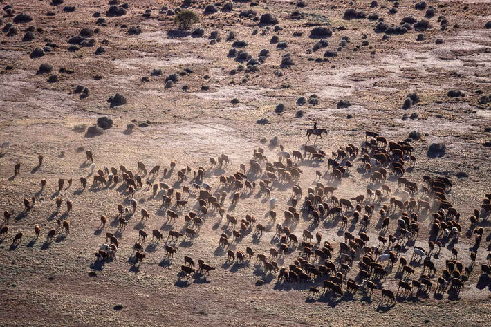 Cattle, Australia 2