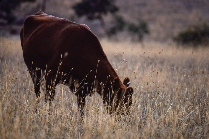 Cattle, Australia 3