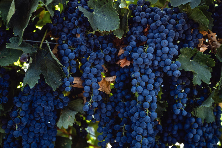 Grapes, Australia 1