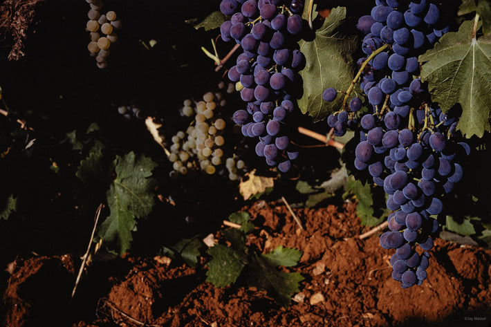 Grapes, Australia 2